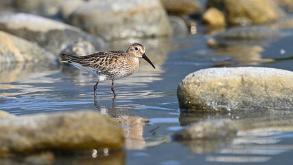 Piovanello pancianera, limicolo migratore, in pausa sul fiume in cerca di cibo, in settembre