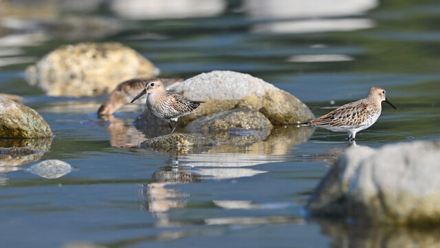 Piovanello pancianera, limicolo migratore, in pausa sul fiume in cerca di cibo, in settembre
