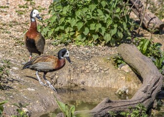 the white faced whistling duck with a long grey bill black neck and head and distinctive white face