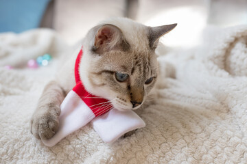 cat wearing scarf and lying on blanket at home in winter. relax concept. Cozy Christmas holidays. closeup