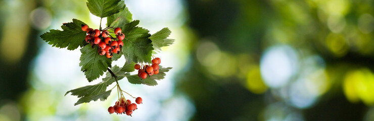 image of beautiful ripe hawthorn berries on a branch on a blurred green natural background..Horizontal image of berries on a branch in the garden.