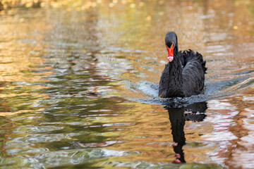 black swans swim in the pond