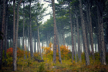 autumn forest in the mist 