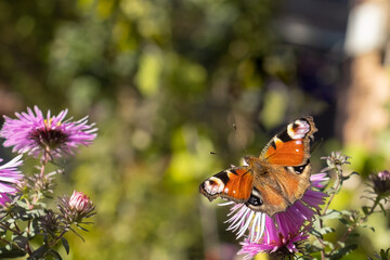 image of a beautiful butterfly on a background of flowers in a summer garden.