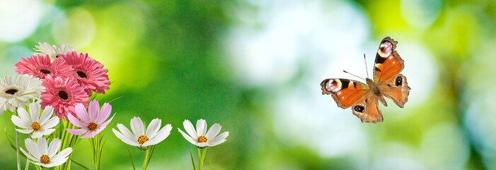 image of a beautiful butterfly and flowers in the garden close-up