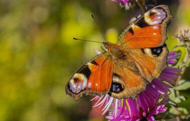 image of a beautiful butterfly on a background of flowers in a summer garden.