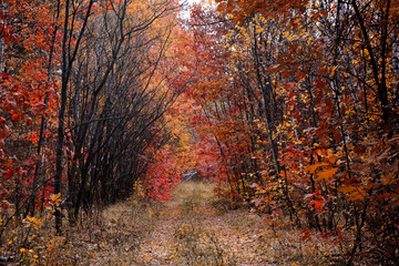 Path through the autumn forest with red foliage