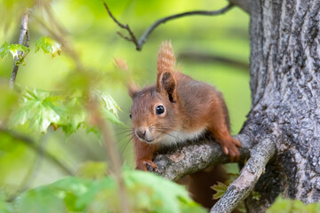 A squirrel sits between green leaves on a branch