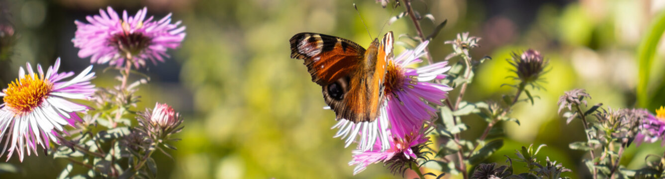 image of a beautiful butterfly on a background of flowers in a summer garden.