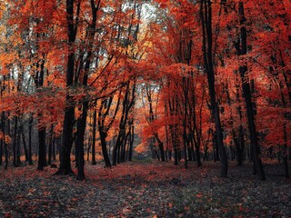 Fototapeta premium red autumn forest. Incredible atmosphere in the morning woods. Really beautiful nature.