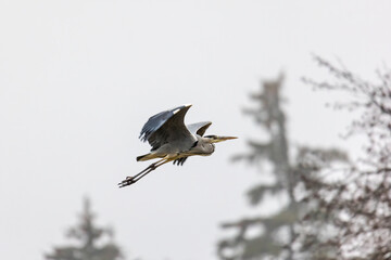 Grey heron flies just over the meadows at the edge of the forest