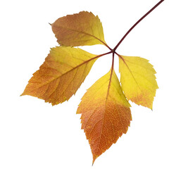 isolated image of autumn leaves close up