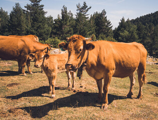 Vacas pastando en un prado.