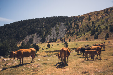Fototapeta na wymiar Vacas pastando en un prado.