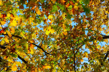 Fototapeta na wymiar Image of beautiful autumn trees in the park close-up