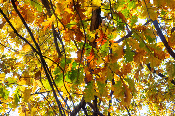 Image of beautiful autumn trees in the park close-up
