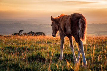 A Dartmoor pony foal on open moorland at sunset near Pork Hill in Dartmoor National Park, Devon