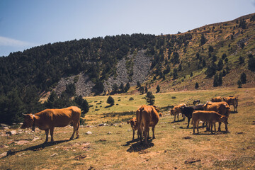 Vacas pastando en un prado.