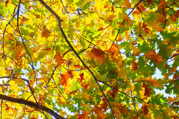 Image of beautiful autumn trees in the park close-up