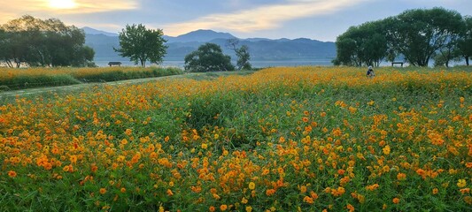 Obraz premium field of wildflowers