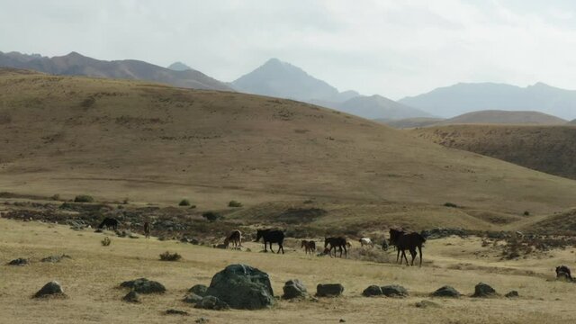 This stock video shows a herd of horses in the valley of the mountains. The video was shot in autumn. This video will decorate your projects.