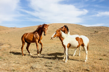 Horses are playing in a meadow in the mountains.