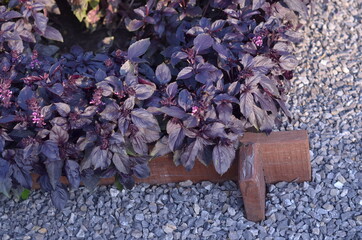 basil leaves in the garden
