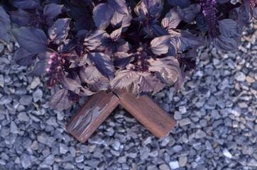 basil leaves in the garden