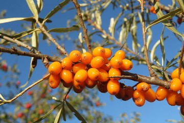 Seabuckthorn berries on tree against blue sky, closeup