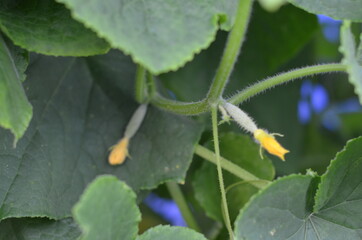 cucumbers in the garden
