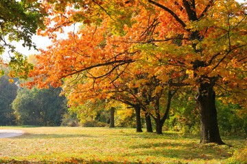 Autumn in park