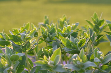 corn field in spring