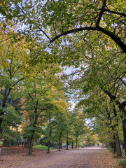 Naklejka premium Autumn in the park of Champ de Mars, Paris, France