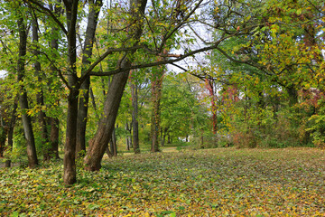 Autumn in park