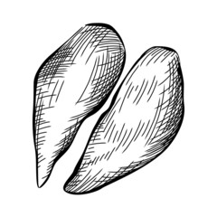 Сhicken breast on white. Meat old style art in retro style. Vector black line art illustration.