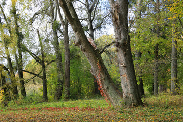Fototapeta premium Old trees in autumn park