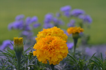 yellow and blue flowers