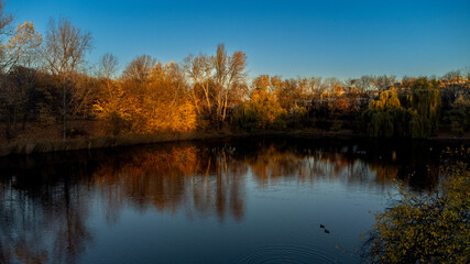 reflection of trees in water