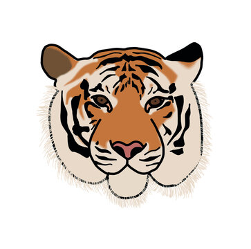 Tiger head free-hand draw and paint color on white background illustration.