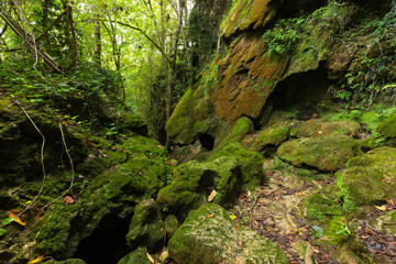 Mossy stones in temperate forest - obrazy, fototapety, plakaty