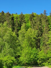 Fototapeta premium trees in the forest