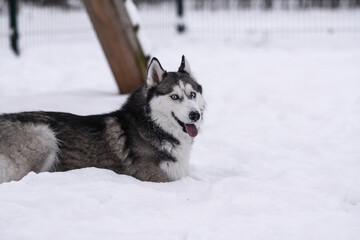 Cute Siberian husky is playing in the snow on a cold winter day