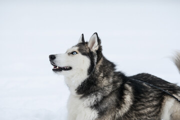 Cute Siberian husky is playing in the snow on a cold winter day