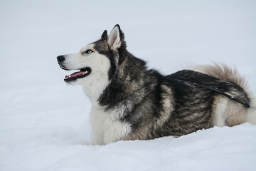 Cute Siberian husky is playing in the snow on a cold winter day