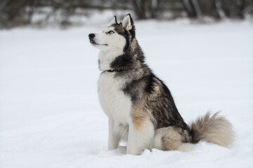 Cute Siberian husky is playing in the snow on a cold winter day