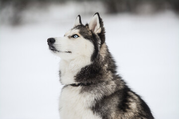 Cute Siberian husky is playing in the snow on a cold winter day