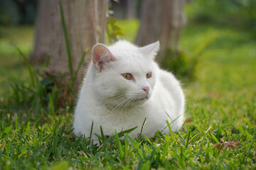 white cat on green grass 