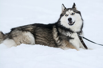 Cute Siberian husky is playing in the snow on a cold winter day