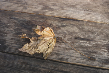 An autumn leaf is lying on a wooden table.