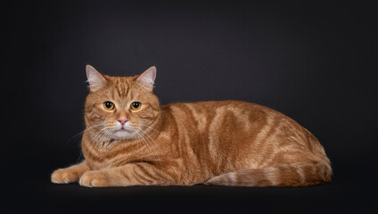 Handsome red house cat laying down side ways. Looking straight to camera. Isolated on a black background.